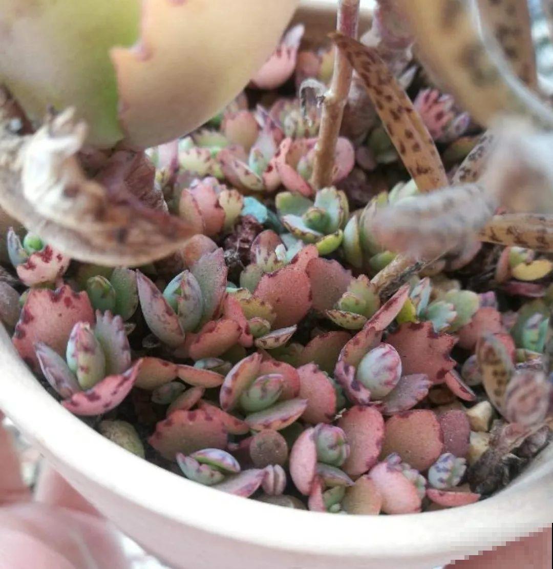 10种耐旱植物，平时少浇水，开花更准时！