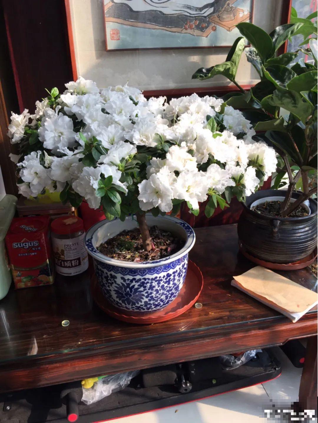 5种花别乱浇水，浇错了，花黄叶又烂根