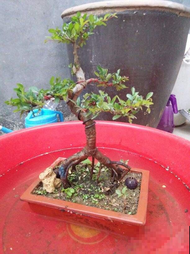 养花浇水有讲究，几种外面舀的水，正是花最爱喝的！