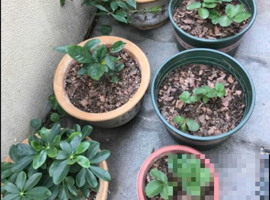 花盆里垫上一样小东西，可以预防烂根，咋浇水都没事！