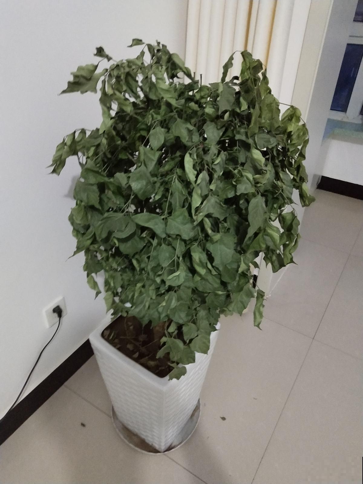 幸福树快冲破屋顶了？其实未必是好事，有这迹象的要注意！