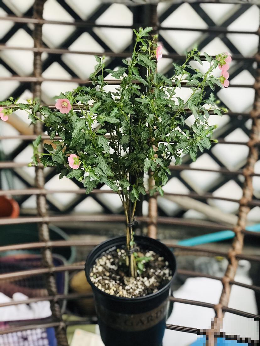 最适合养成棒棒糖的花，模样清新优雅，只需几步就能完成！