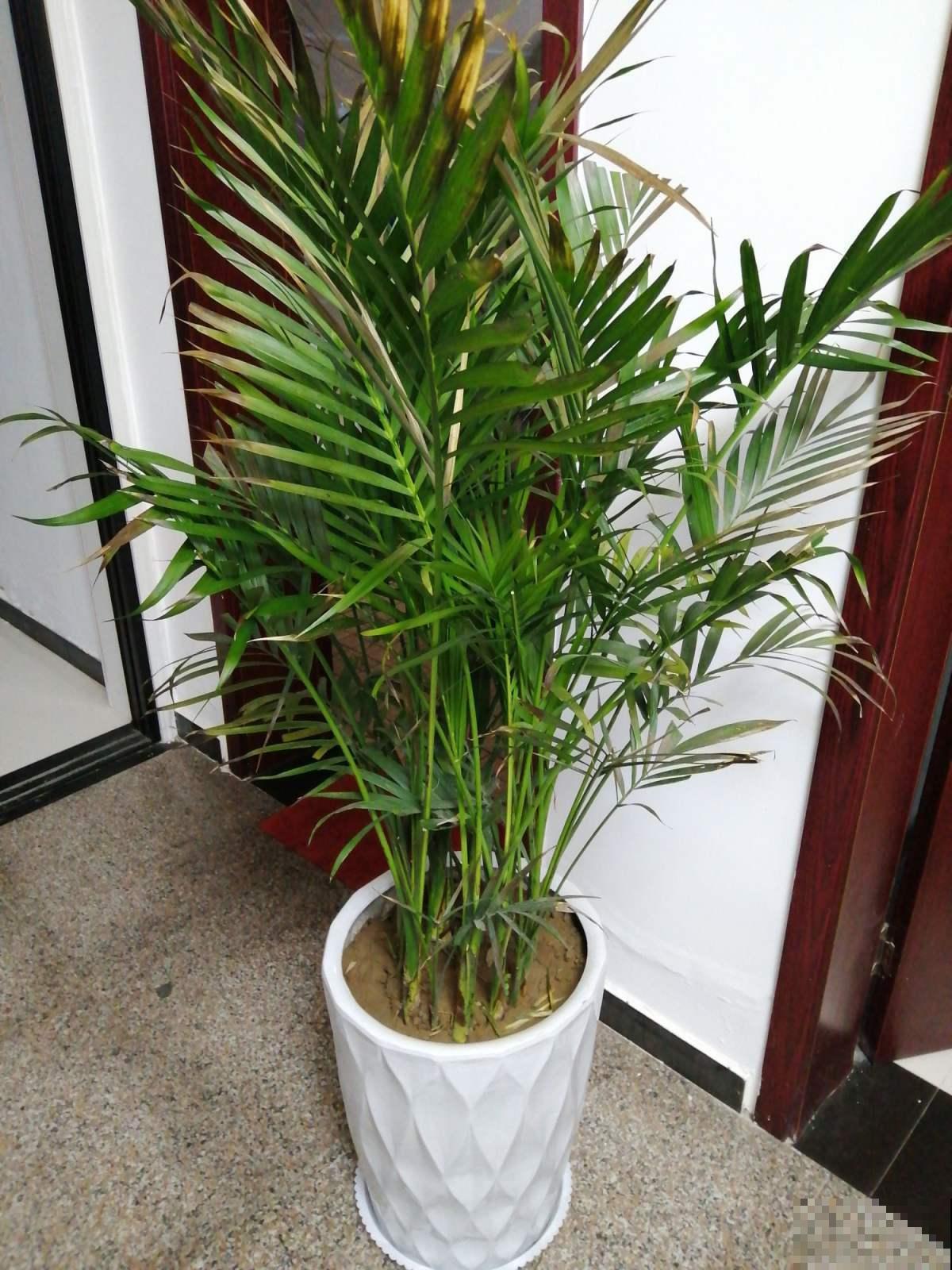 最坚挺的植物就属散尾葵，一年四季不黄叶，给点水就绿得晃眼！