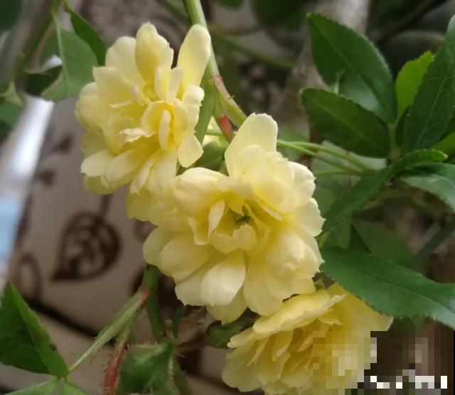 阳春三月，出门踏青，原来有这么多漂亮花！