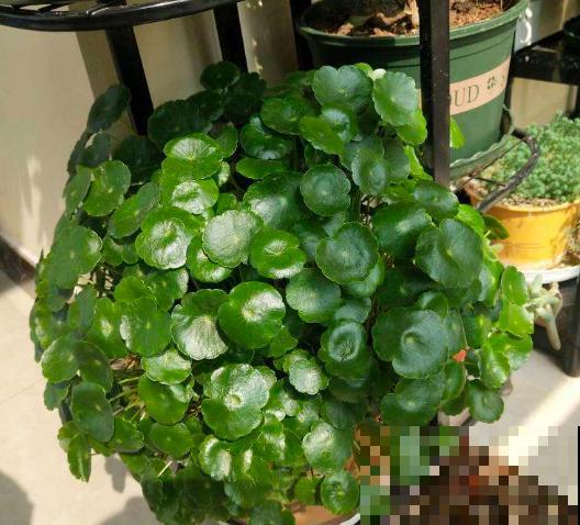这6种花咋养都不死，家里挤得没空地儿，太能长了！