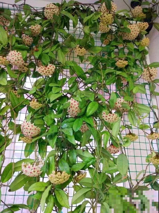 如果你有个院子，那一定要养这5种花，开花又多又香！