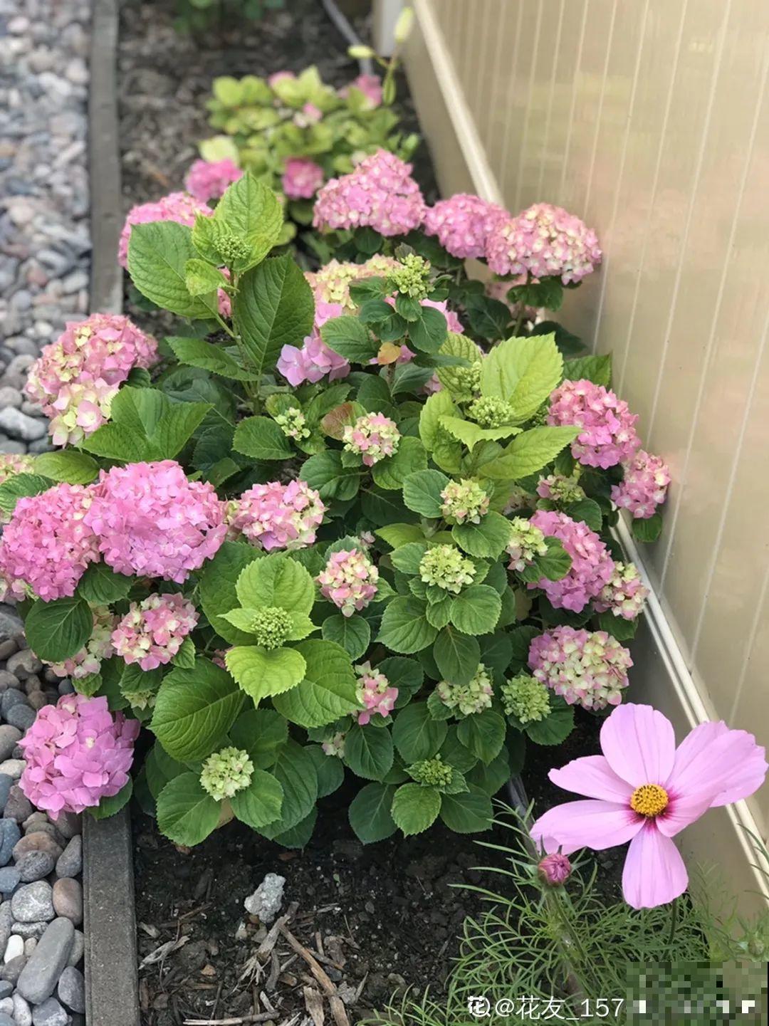 春天养月季，土里埋点小豆豆，呼呼冒出大花苞
