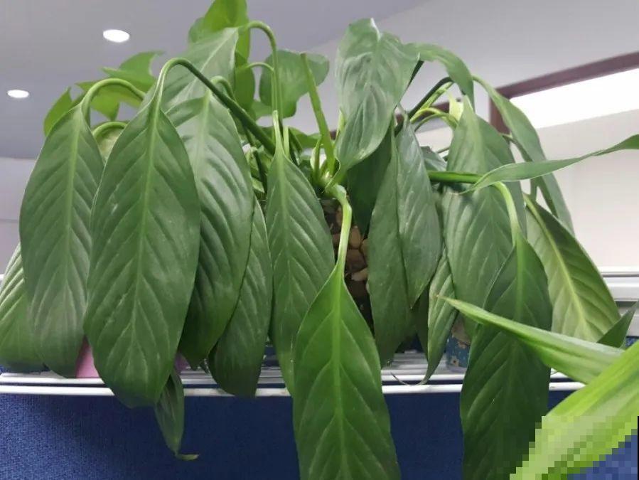 6种花一天不浇水，叶子就耷拉，缺水3天就死翘！