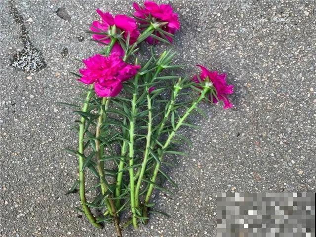 养绣球真赚了，枝条剁8段，每根都能活！