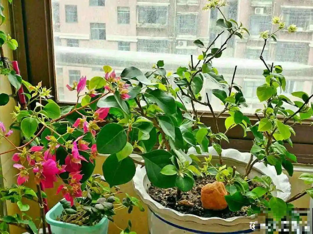 花的这个位置，千万别修剪，否则白养大半年！