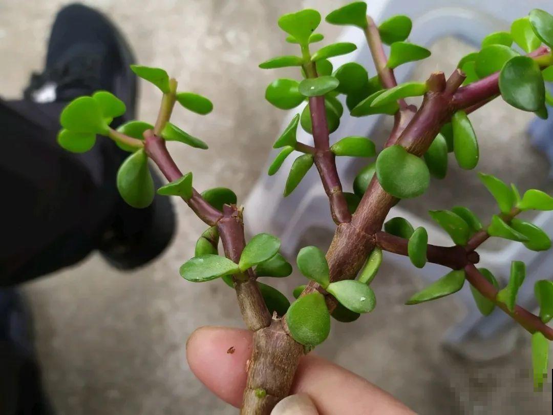 20种常见花，扦插方法大全，不用再花钱买了！
