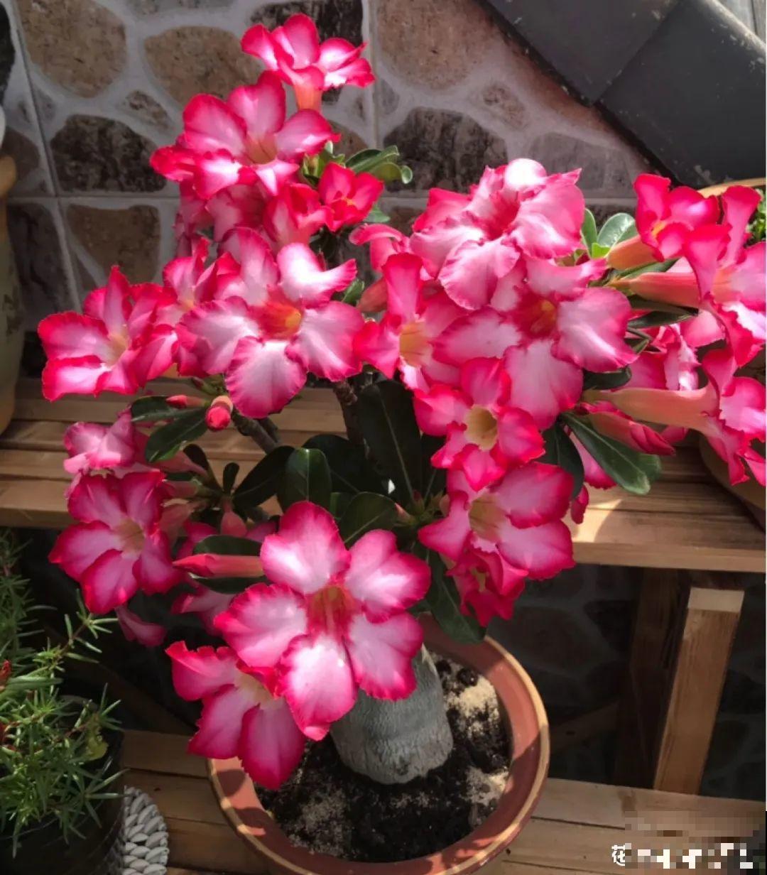 10种耐旱植物，平时少浇水，开花更准时！