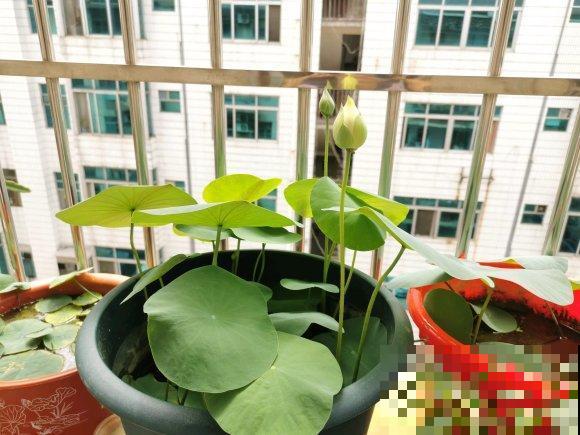 碗莲种植全过程，只要1个碗，开花惊艳无比！