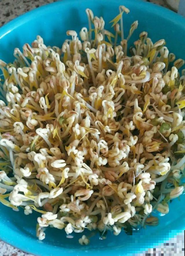 1个塑料瓶，居然有8种养花方法，省钱又好用！