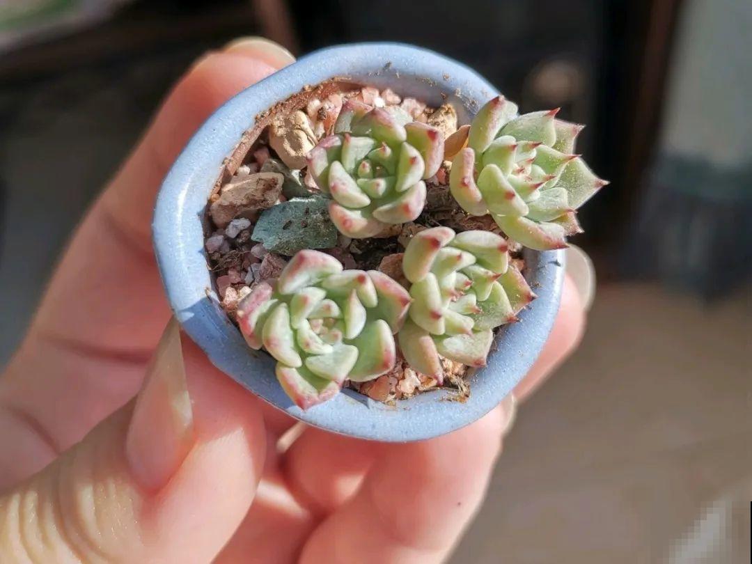 君子兰越小越值钱，养了4年，只有硬币大！