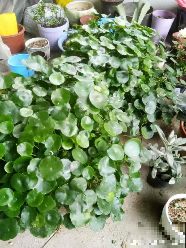 10种爱喝水的花，1天1大桶，反而越来越疯长！