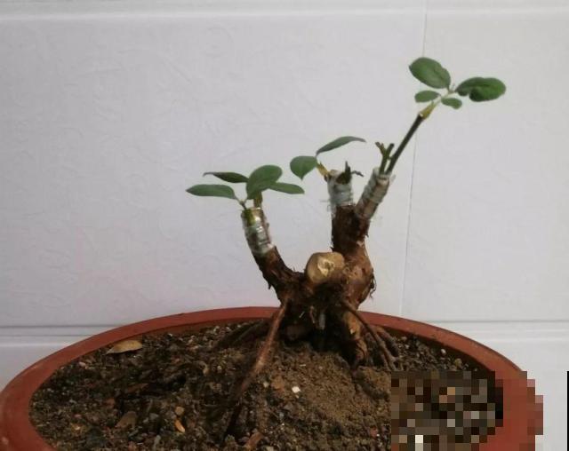 普通的月季苗，他养2年，变成一棵大花树，咋做到的？