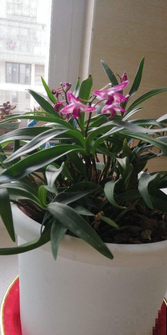 养过珍贵的石斛吗？林地里一长一大片，塞水苔里就能长！