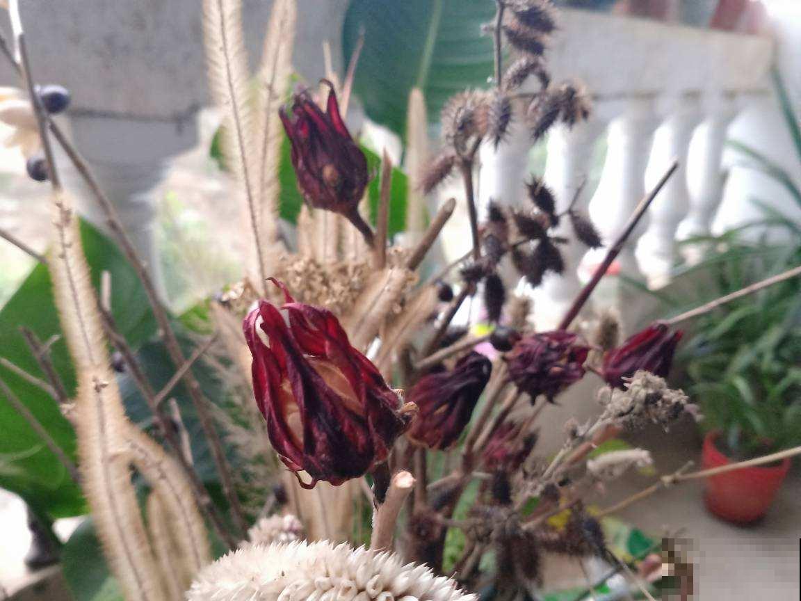 洛神花被称作“植物红宝石”，拿来泡茶酸甜爽口，老人孩子都喜欢