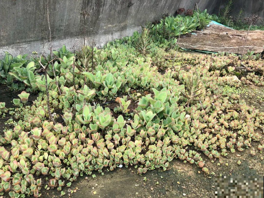 7种花，一开花就是一片花海，太震撼！
