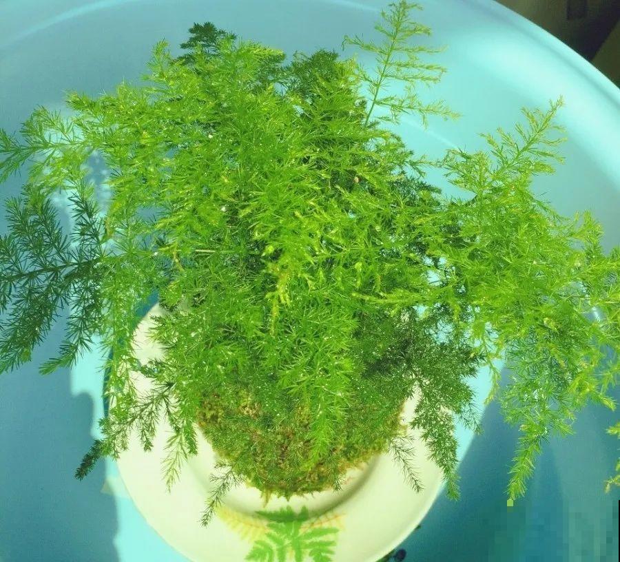 15种花超好活，掰个叉丢水里，自己发芽开出花！