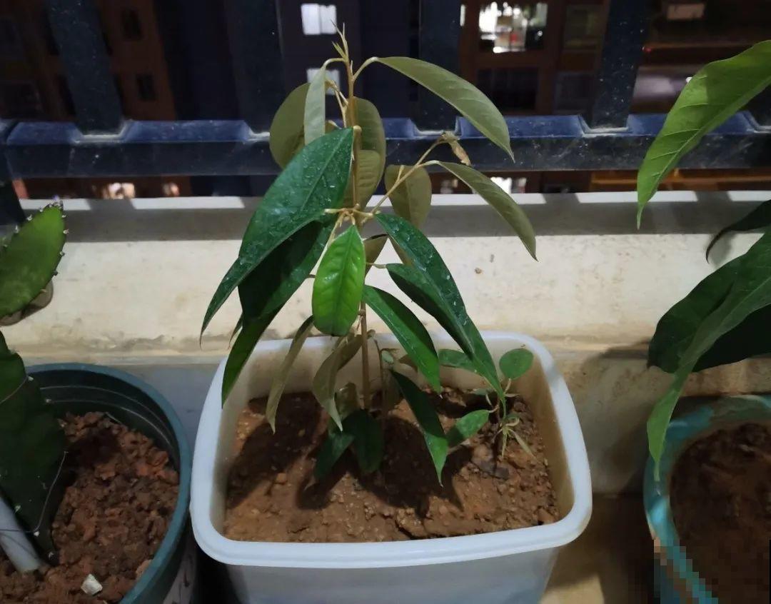 吃剩的菠萝头别扔，剪一剪种土里，结出金黄大菠萝