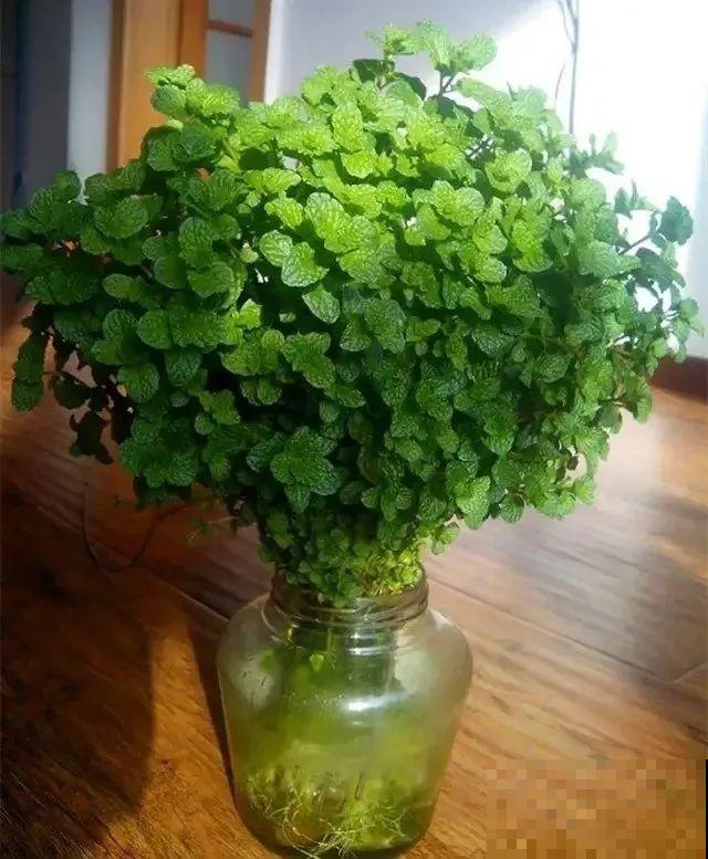 15种花超好活，掰个叉丢水里，自己发芽开出花！