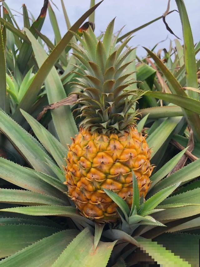 6种植物不按套路生长？你吃的水果，就是这么长出来的！