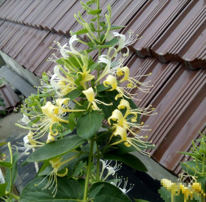爬藤高手金银花，春天能开满花墙，花朵还有大用处！