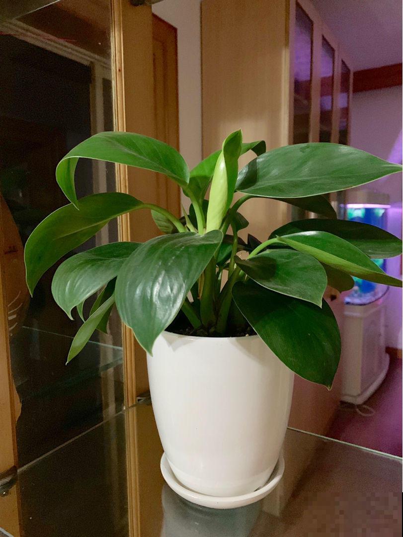 家里养棵超好养的大金钻，仿佛置身热带雨林，关键是净化空气！