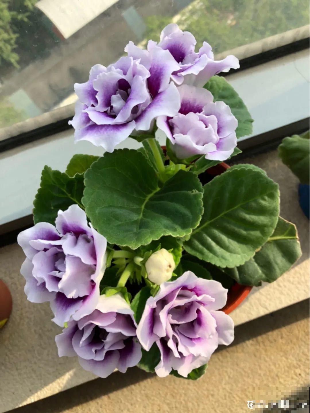 5种花别乱浇水，浇错了，花黄叶又烂根