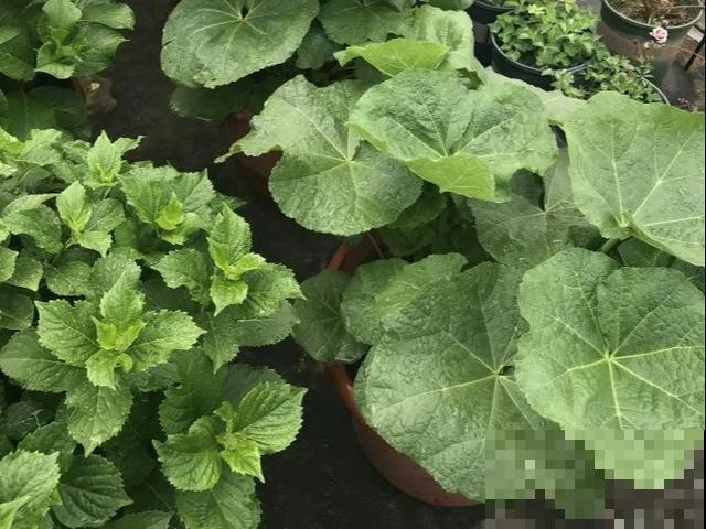 没有院子的人，在房顶养花，日子美如画！