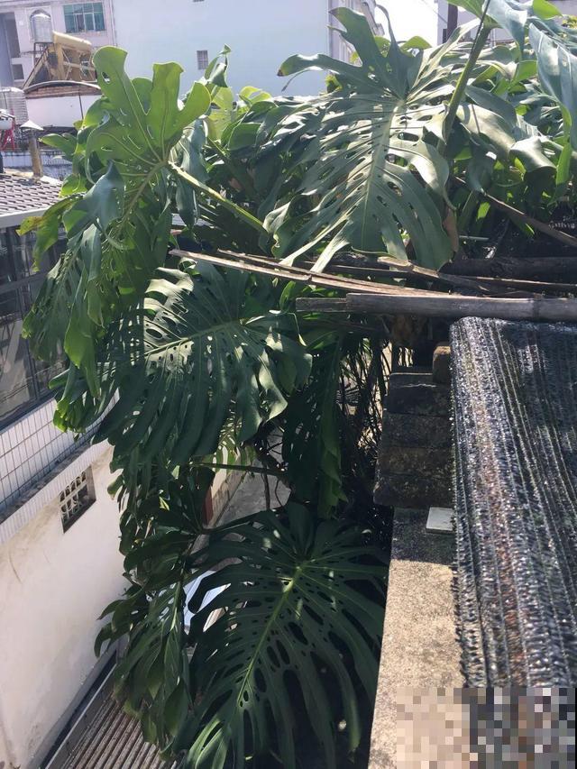 6种花能养成巨无霸，摆在家门口，路过的都称奇！