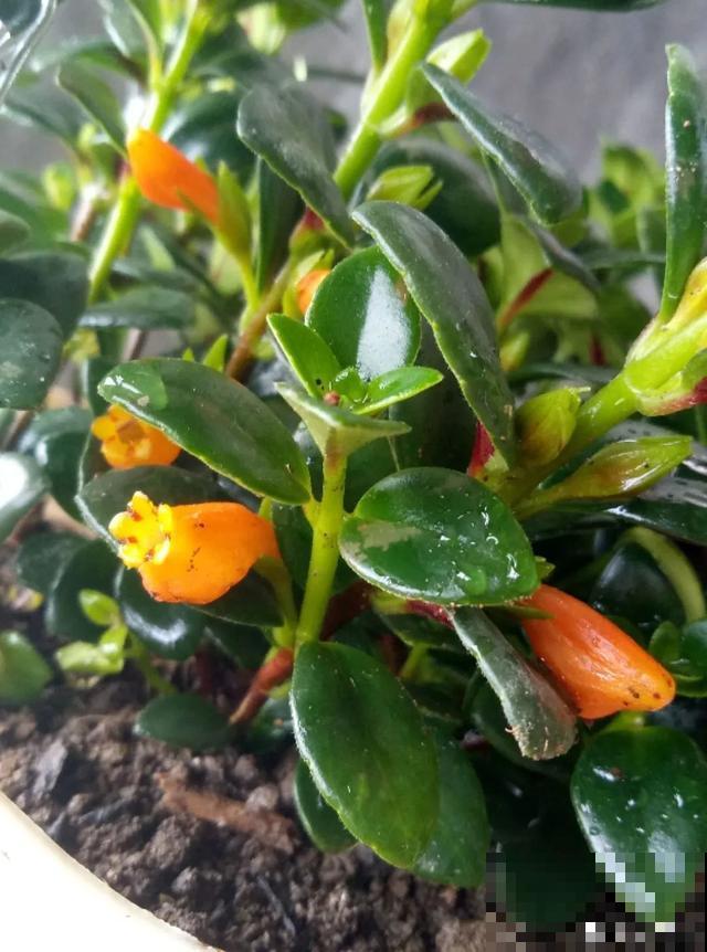 18种小众花，有趣的人都在养，开花绝对惊艳！