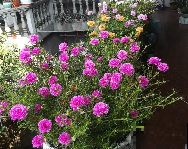 这6种花咋养都不死，家里挤得没空地儿，太能长了！