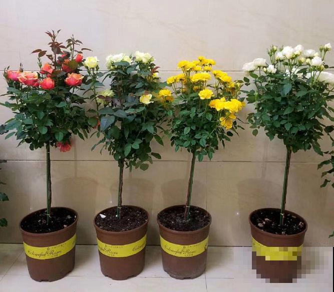 月季剪根枝条，绑在光杆子上，2年长成棒棒糖！