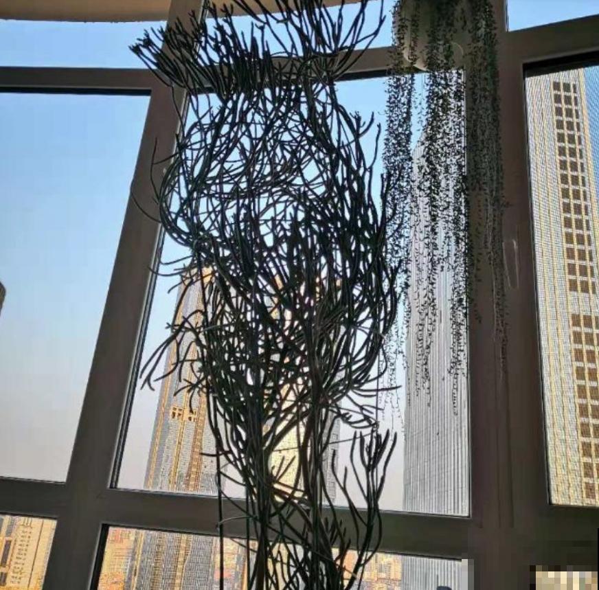 光棍树名字难听，但养好绝对是家中一景，一不小心惹好多人嫉妒！