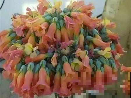 10种耐旱植物，平时少浇水，开花更准时！