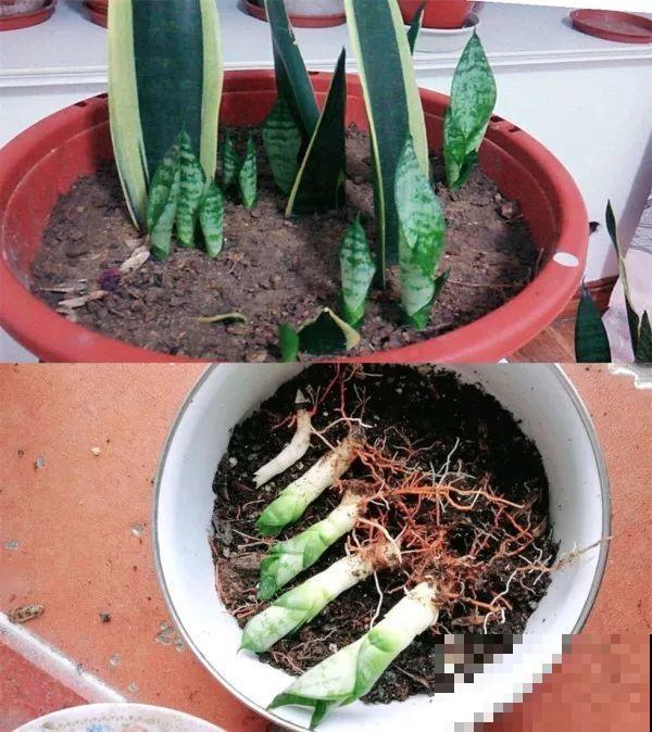 虎皮兰不用买，摘片叶子插土里，呼呼长爆一大盆！