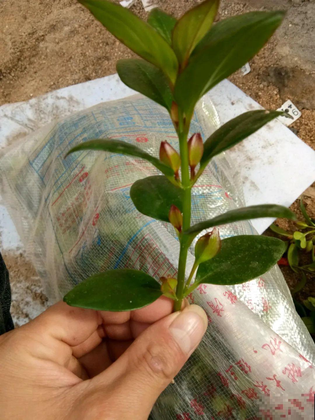 这10种花，天越热越扦插，3天冒出大白根！