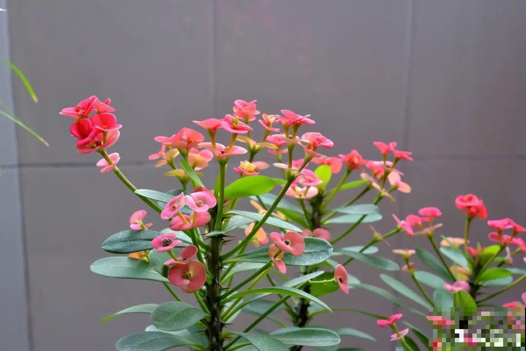 10种耐旱植物，平时少浇水，开花更准时！
