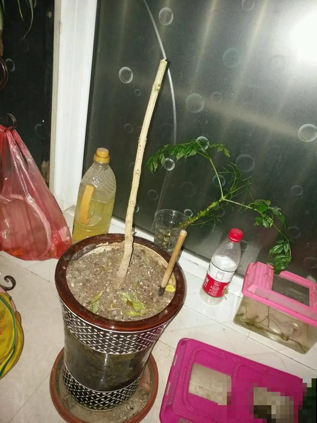 3种树，每月砍1刀，呼呼疯狂冒新芽！