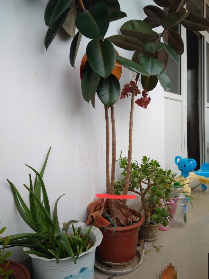 橡皮树春天要打顶，独杆变成大伞盖，叶子挤满盆！