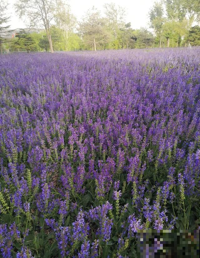卧室别养这8种花，香得头昏脑胀，对身体有大害处！