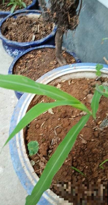 生玉米也可以种土里？几天长出一大盆，模样不输富贵竹！