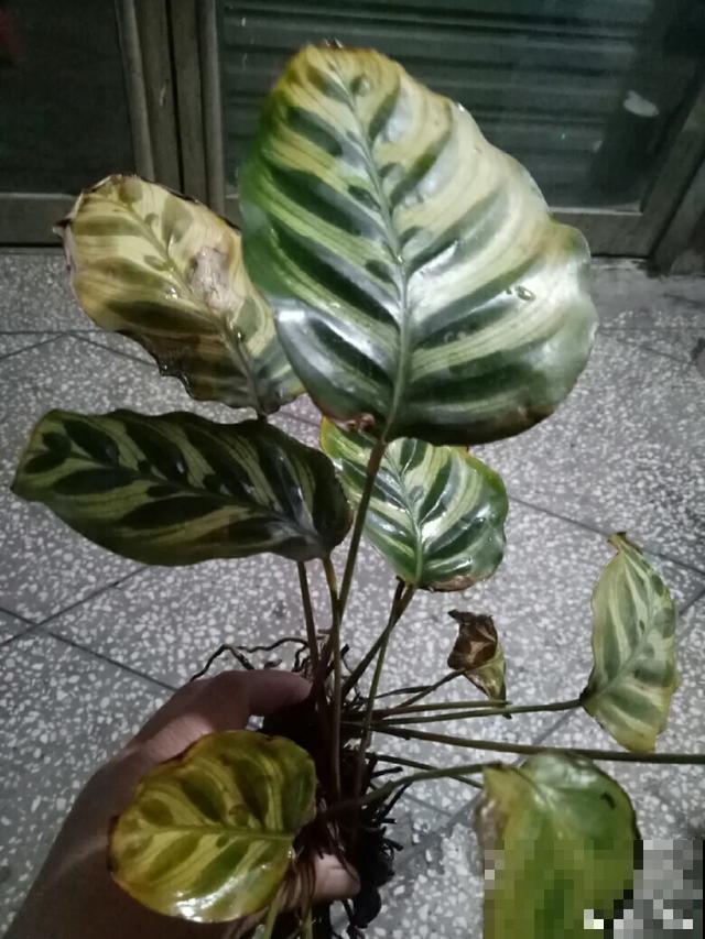 8种超难养的花，买一盆死一盆，真伤心！