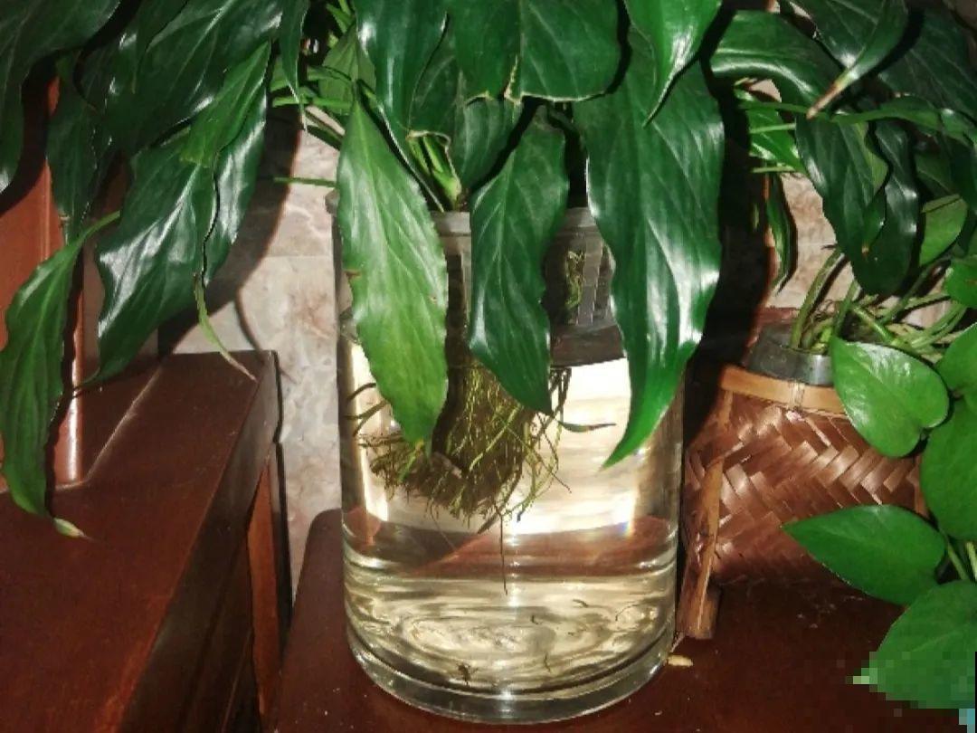 家里有这花，可以控制开花，想开几次都行！