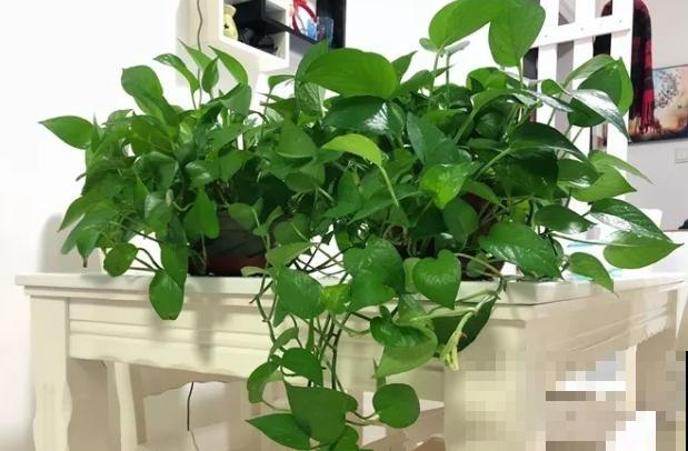 你的生日，对应的是哪种花，都进来看看吧！（下）