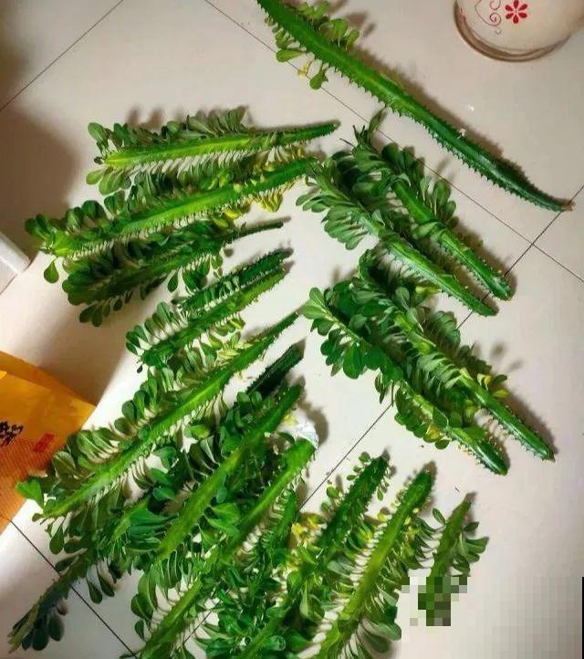 30年的芦荟，20年的龟背竹，硬生生把花养成了树！