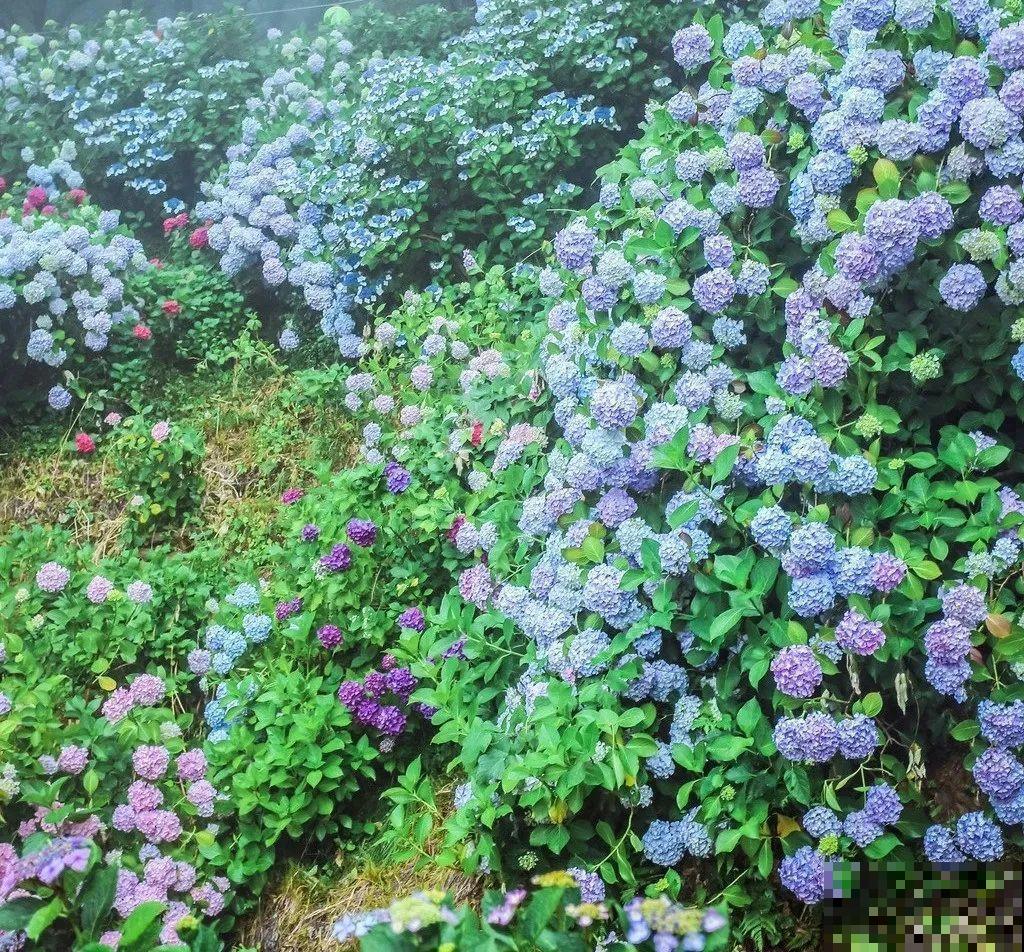 家里养盆绣球，开花大、气质好，谁见都要夸！